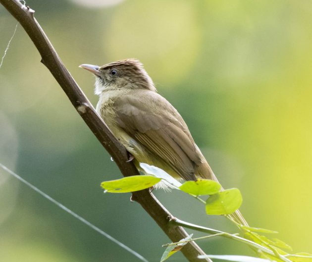 Animalstuffstore Grey-eyed-Bubul_DSC0523-Nabang-Mar-2017-3-630x529 Birding Nabang, Yunnan (2) – 10,000 Birds Bird  