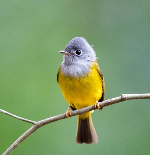 Animalstuffstore Grey-headed-canary-flycatcher_DSC0222-Nabang-Mar-2017-2-630x647 Birding Nabang, Yunnan (1) – 10,000 Birds Bird  