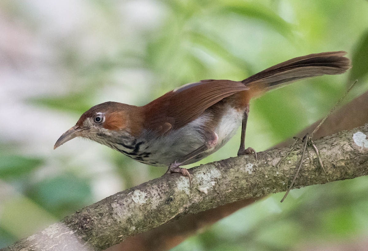 Birding Wuyuan, China - 10,000 Birds