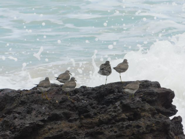 Animalstuffstore Grey-tailed-Tattlers-2 Gray-tailed Tattlers return to Cable Seaside – 10,000 Birds Bird  