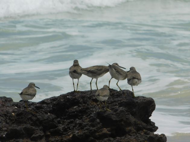 Animalstuffstore Grey-tailed-Tattlers-6 Gray-tailed Tattlers return to Cable Seaside – 10,000 Birds Bird  