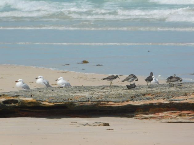 Animalstuffstore Grey-tailed-Tattlers-and-Silver-Gulls-2 Gray-tailed Tattlers return to Cable Seaside – 10,000 Birds Bird  