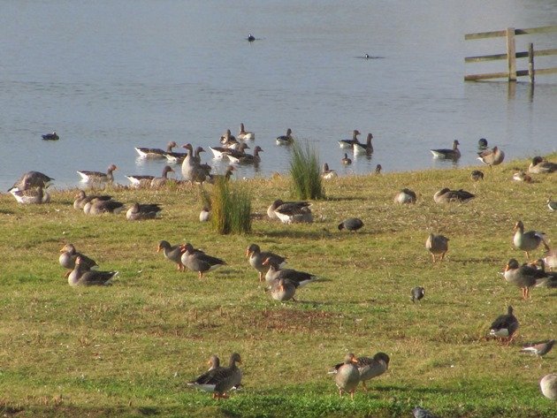 greylag-geese