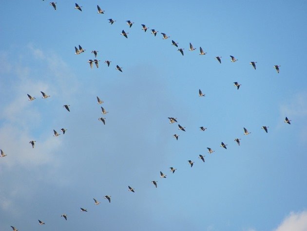 greylag-geese