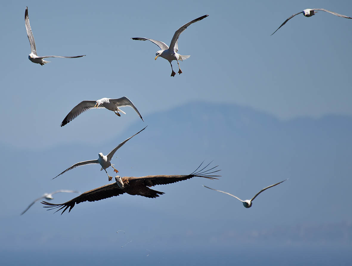 The Changing Fortunes of Europe’s Vultures Part 2 10,000 Birds
