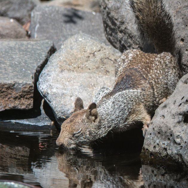 California Ground Squirrel