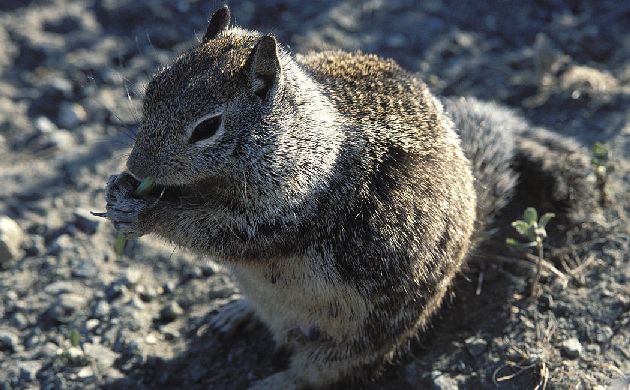 ground squirrel - unknown species