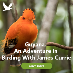 Explore Guyana--An Adventure in Birding!