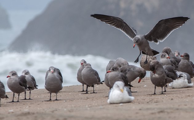 Heermann's Gull