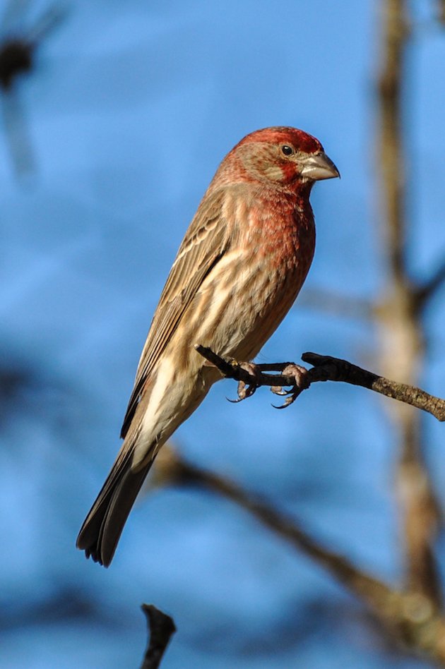 House Finch Male