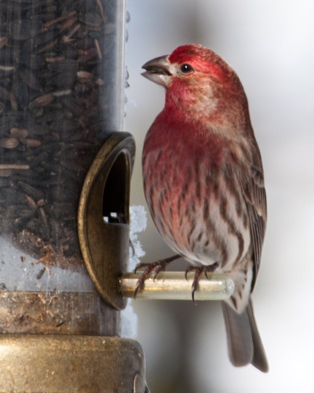 American Rosefinches; Can You Tell Them Apart? 10,000 Birds