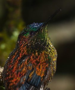 Animalstuffstore HUMMINGBIRD-RAIN-Spencer-252x300 “Birds – Poetry within the Sky” – 10,000 Birds Bird  