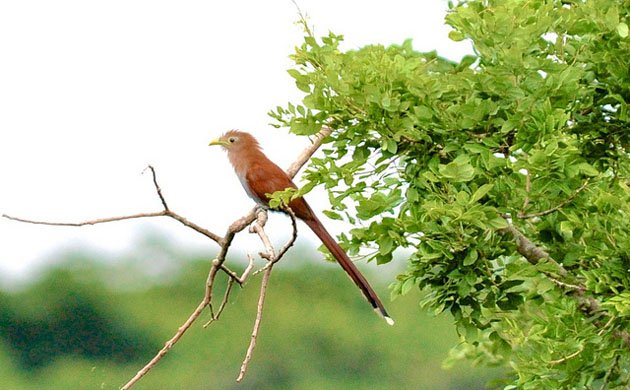 Squirrel cuckoo