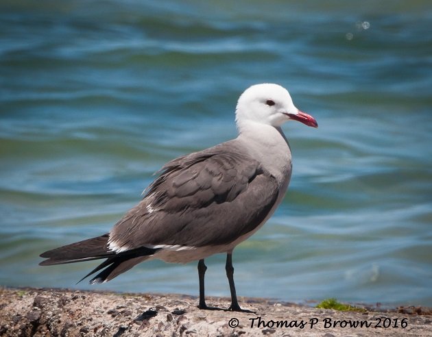 heermanns-gull-feature-pic