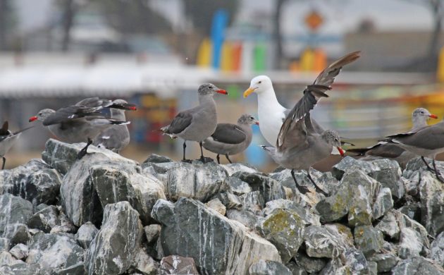 Heermann's Gulls with Western Gull