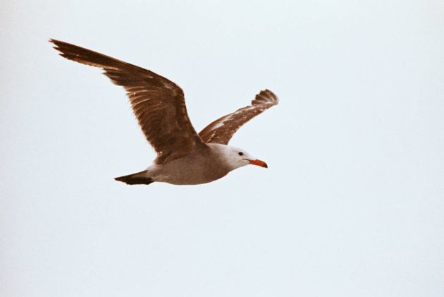 Heermann's Gull in flight