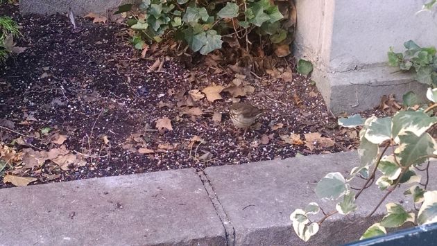 Hermit thrush at Bryant Park