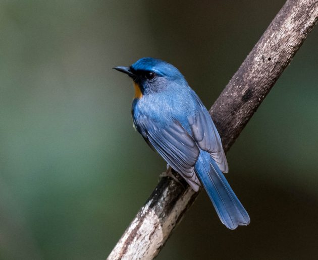 Animalstuffstore Hill-Blue-Flycatcher_DSC0552-Nabang-Mar-2017-1-630x516 Birding Nabang, Yunnan (1) – 10,000 Birds Bird  