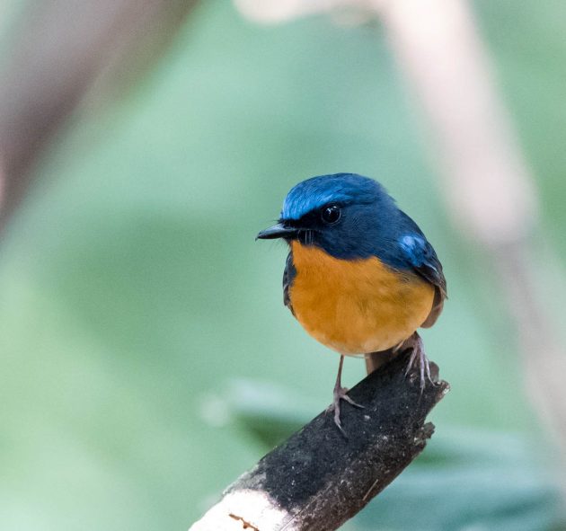 Animalstuffstore Hill-Blue-Flycatcher_DSC0561-Nabang-Mar-2017-1-630x591 Birding Nabang, Yunnan (1) – 10,000 Birds Bird  