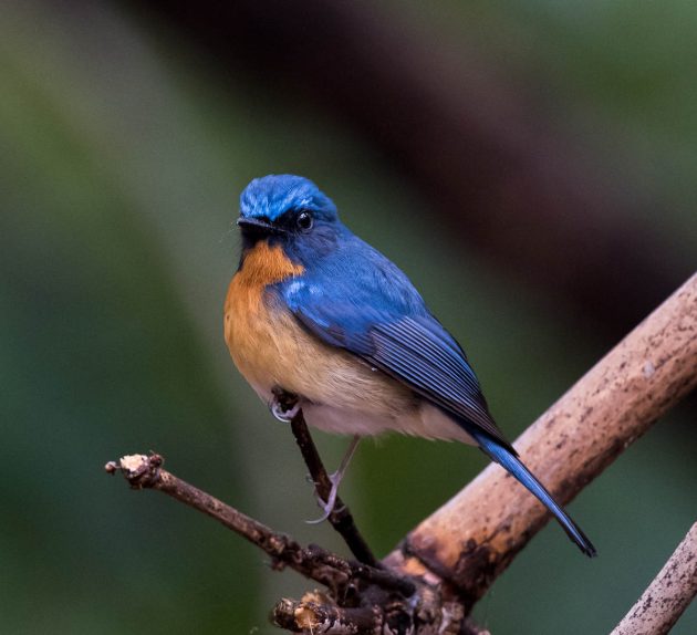 Animalstuffstore Hill-Blue-Flycatcher_DSC1259-Nabang-Mar-2017-2-630x574 Birding Nabang, Yunnan (1) – 10,000 Birds Bird  
