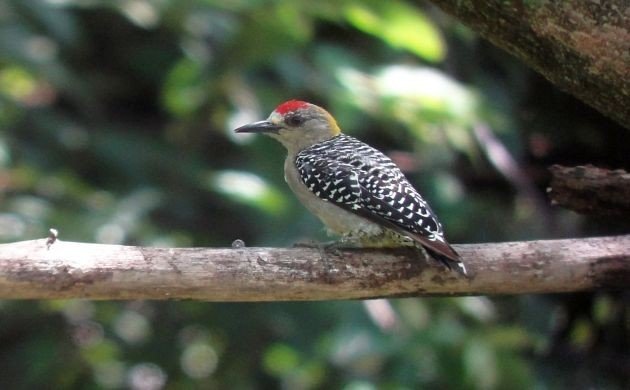 Hoffmann's Woodpecker