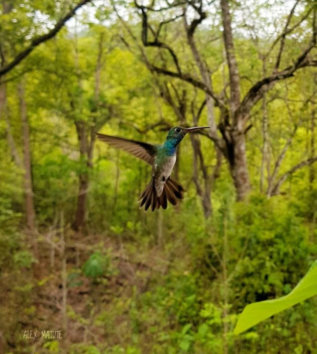 Honduran Emerald by Alex Matute