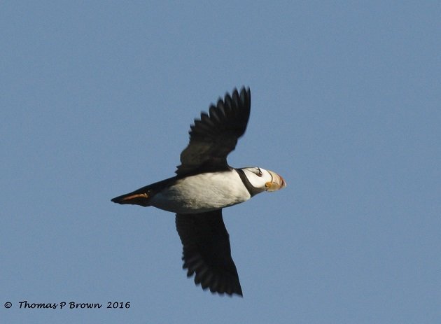 horned-puffin-1