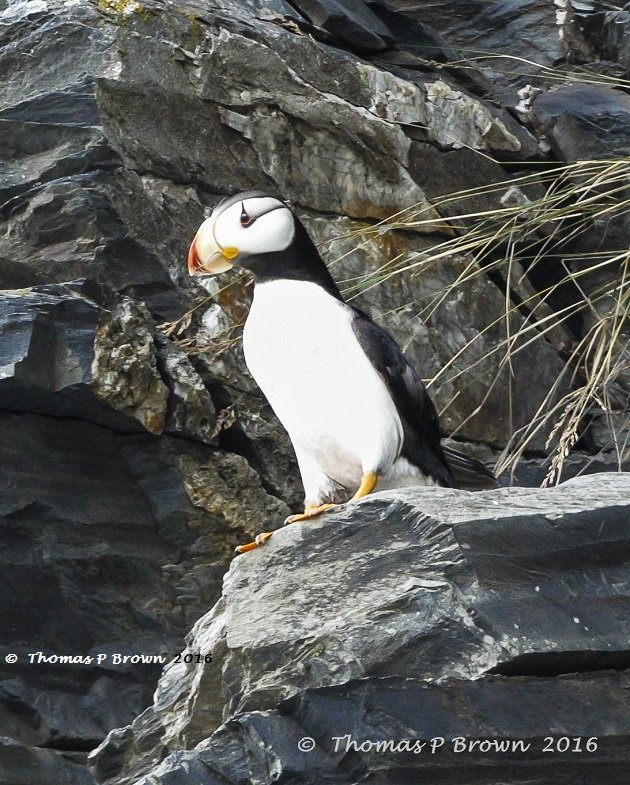 horned-puffin-2