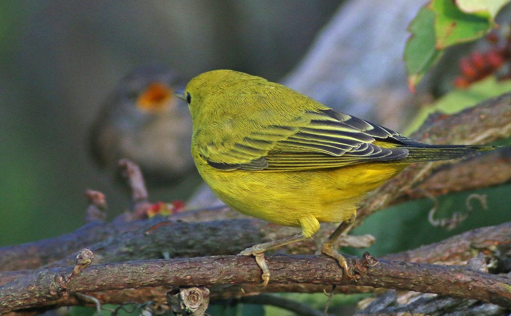 Fledgling House Wrens are Fun to Watch! 10,000 Birds