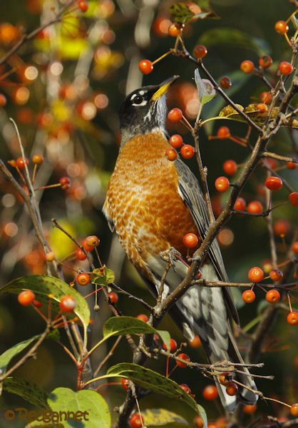 iad-31oct16-american-robin-02