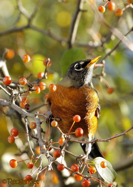 iad-31oct16-american-robin-03