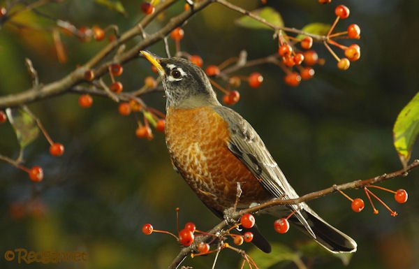 iad-31oct16-american-robin-06