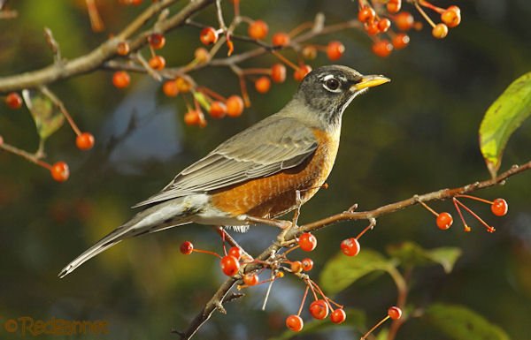 iad-31oct16-american-robin-08