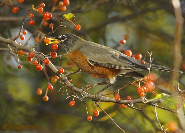 iad-31oct16-american-robin-12