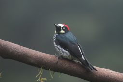Casa Tangara dowii, Costa Rica: to claim our feathery gold