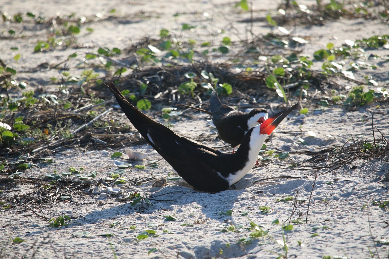 nature, landscape, birding, black skimmer, florida