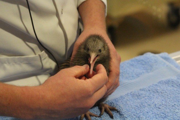 Saving a New Zealand Icon