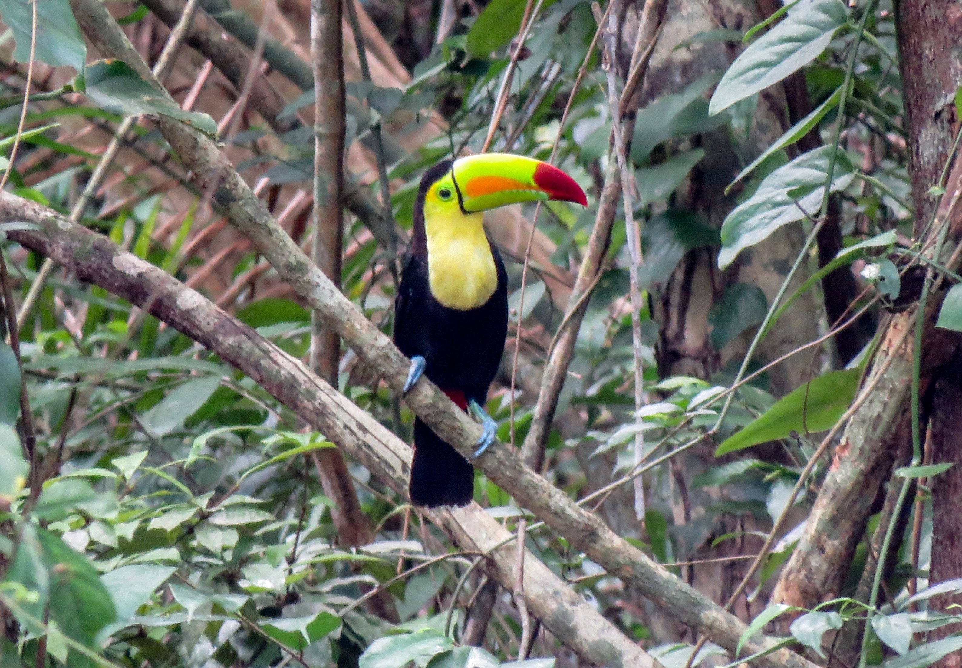 belize, bird, toucan