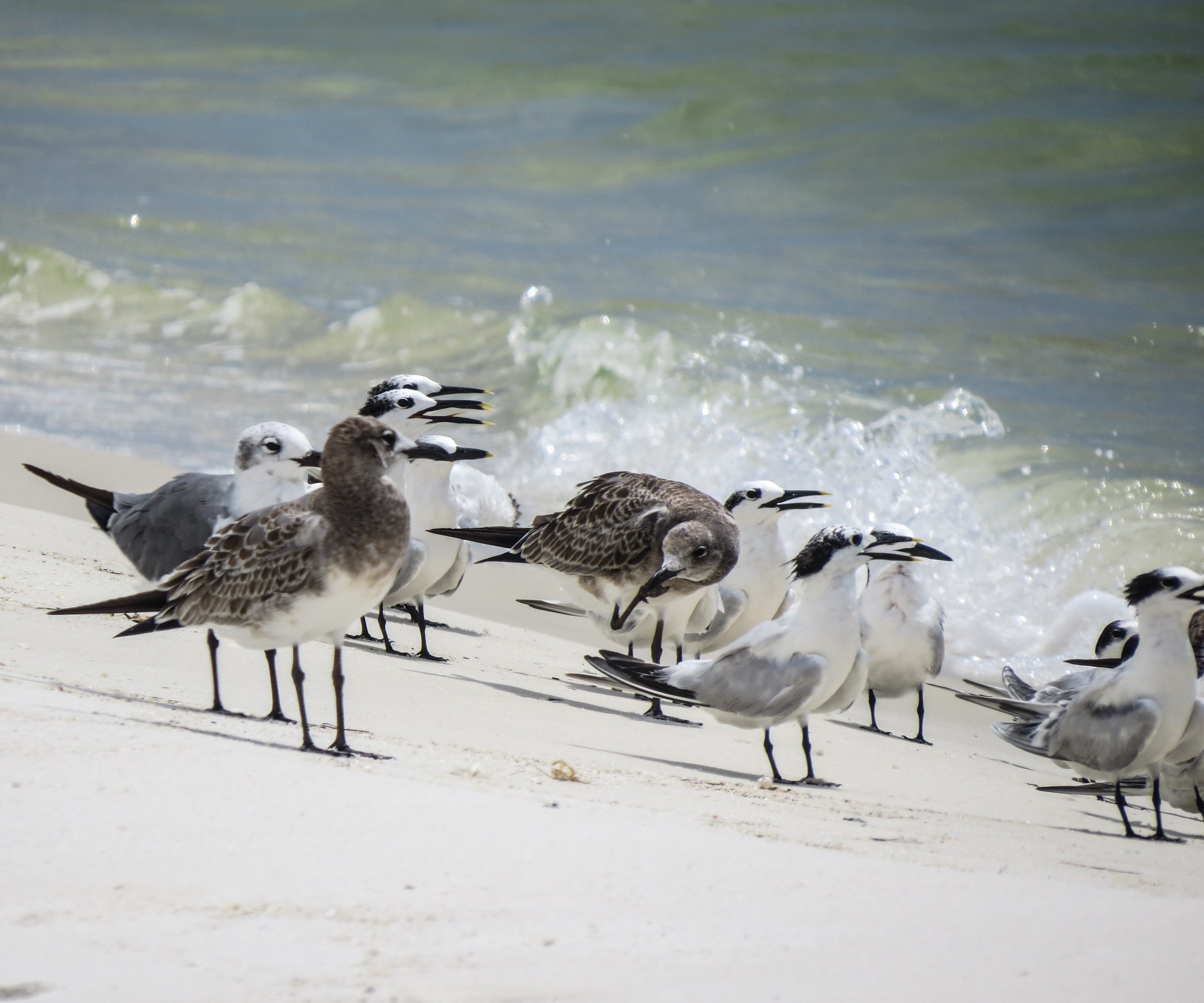 tern, florida