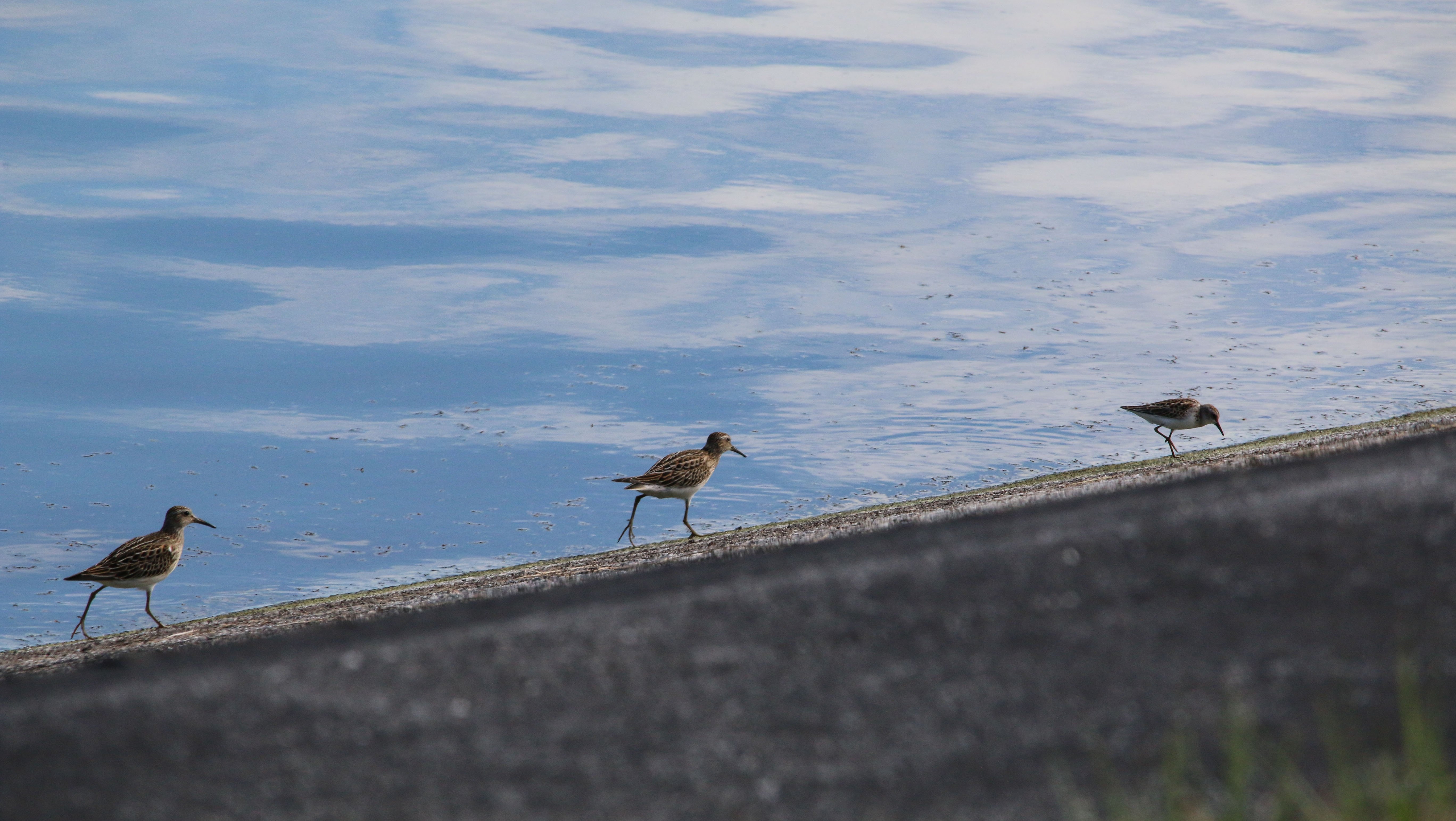 shorebirds, birding