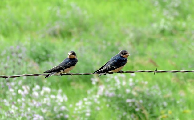 barn swallow