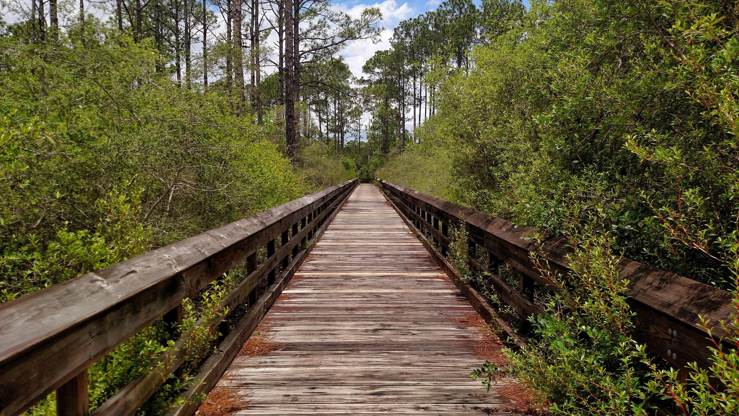 boardwalk, nature, landscape, florida