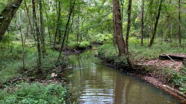 nature, birding, alabama