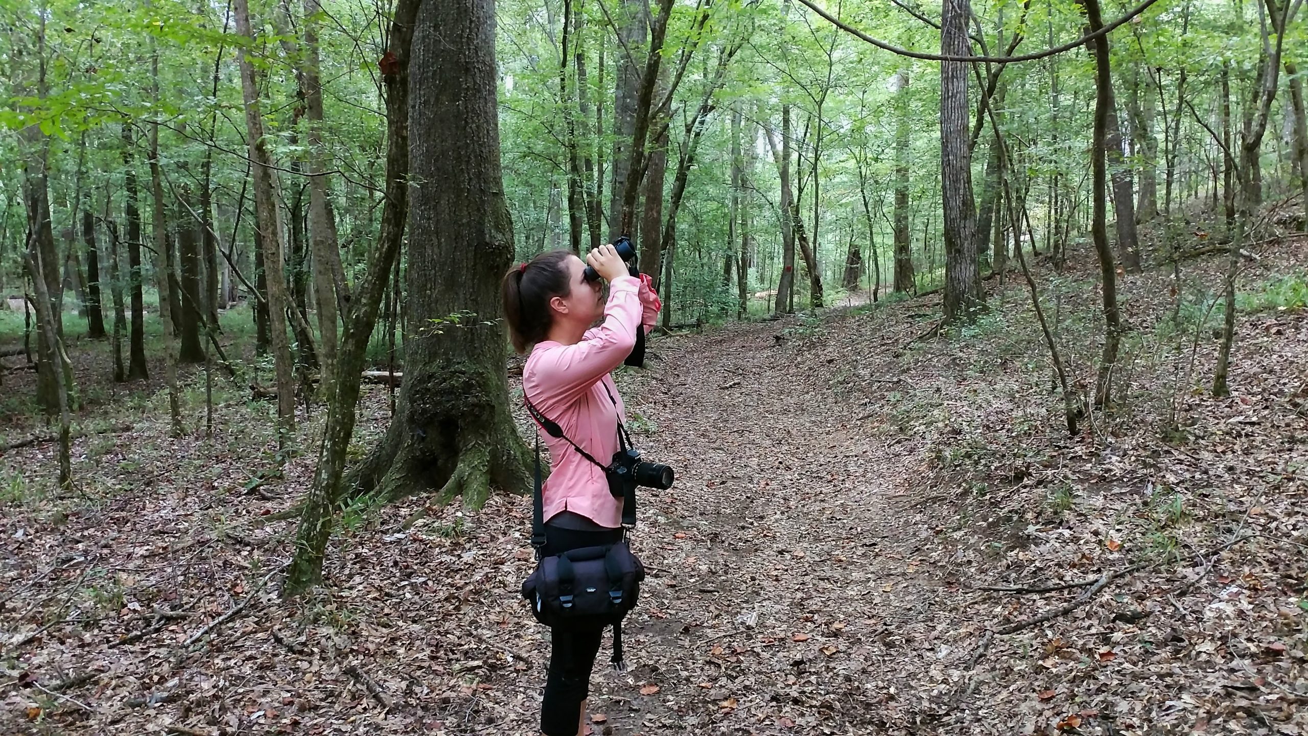 nature, birding, alabama