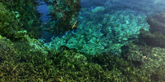nature, silver springs, florida