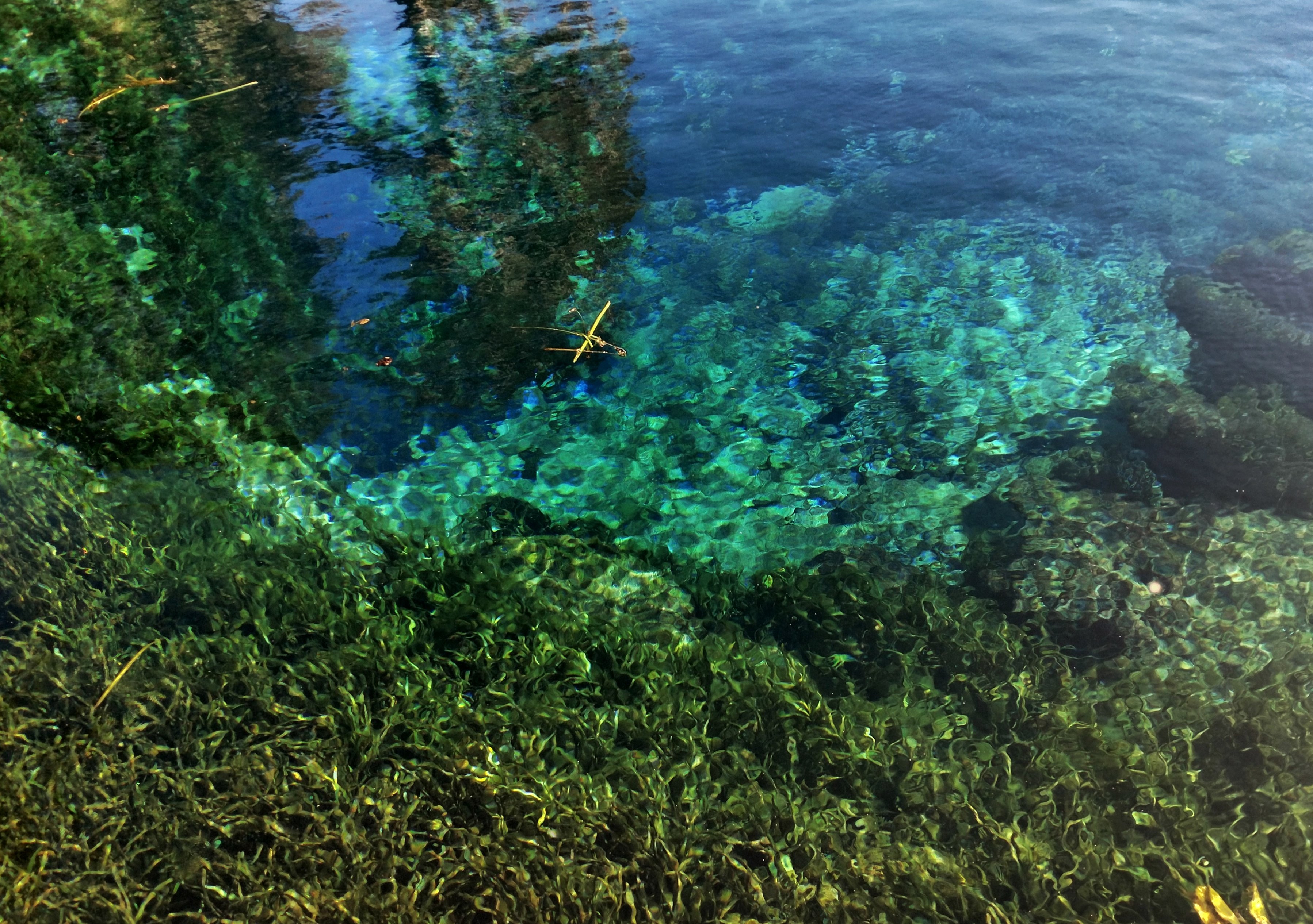 nature, silver springs, florida