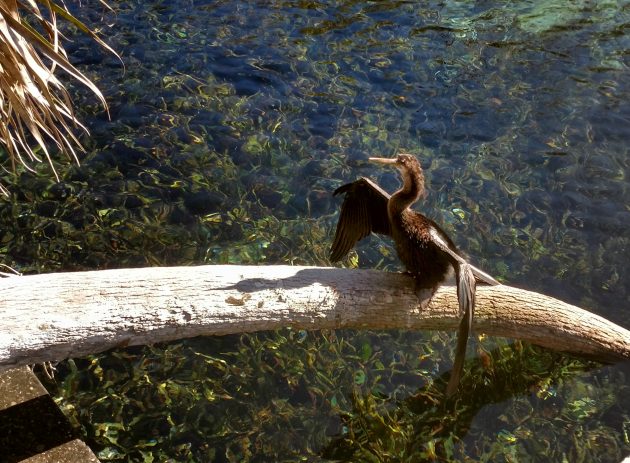 birding, nature, florida, silver springs