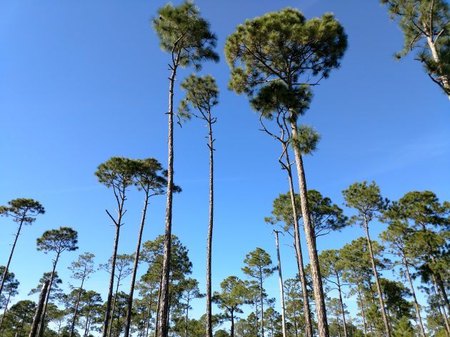 pines, florida, nature, birding