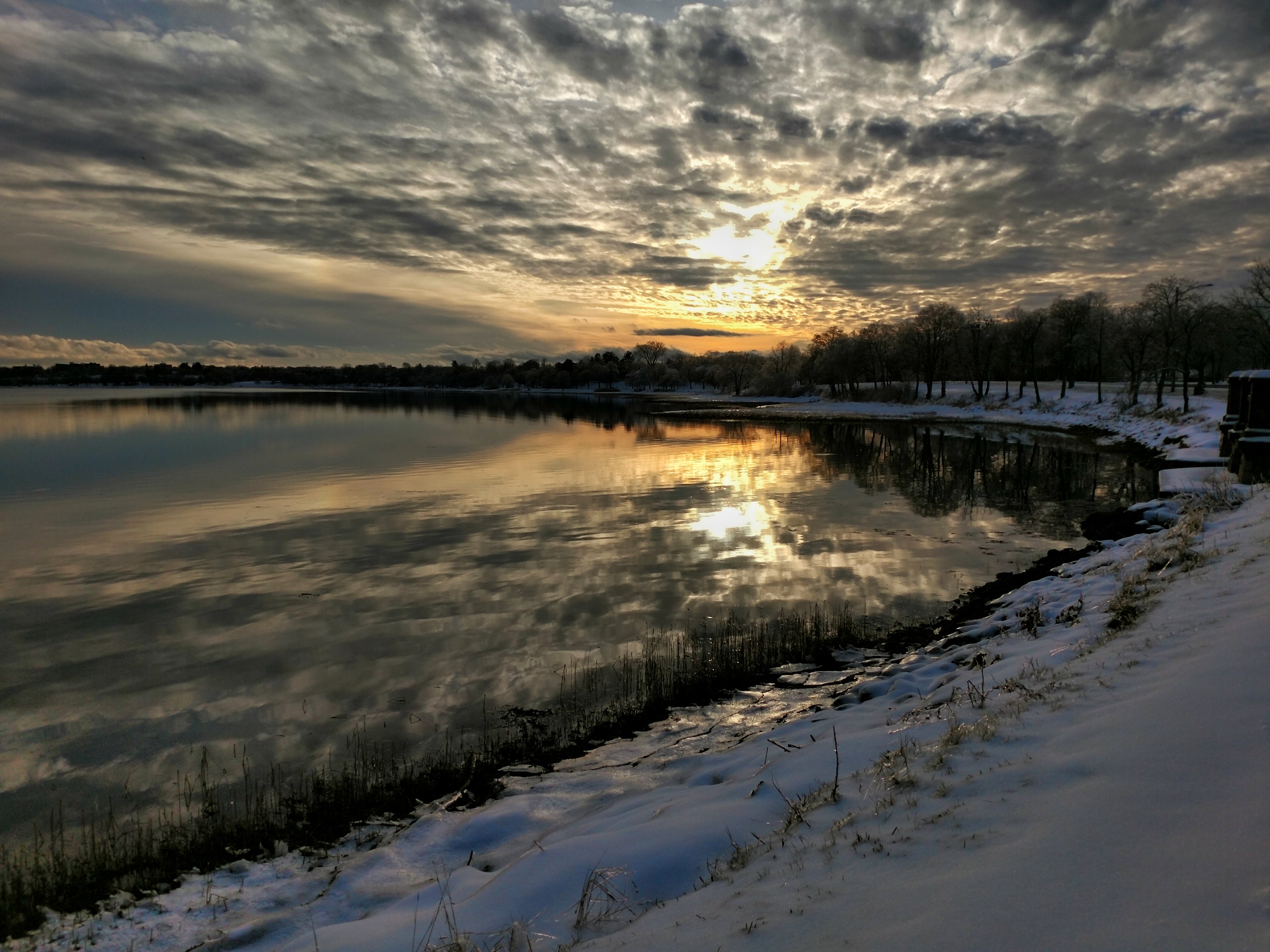 maine, portland, back cove, birding