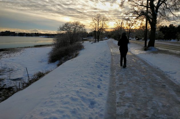 portland, maine, birding, back cove